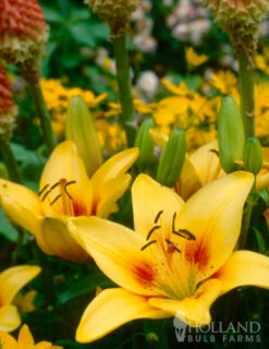 Menu Glowing Sunshine Lily Collection -Gardening Series Store 77154 pieton asiatic lily 3