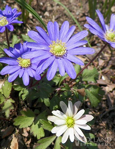 Menu Mixed Windflower 4 Menu Mixed Windflower - Image 2