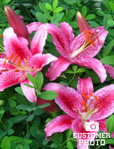 Menu Acapulco Oriental Lily 4 Menu Acapulco Oriental Lily - Image 2