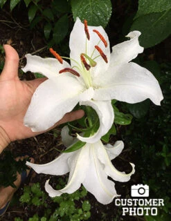 Menu Casa Blanca Oriental Lily -Gardening Series Store 77162 2018 07 23 casa blanca oriental lily que Copy