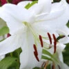 Menu Casa Blanca Oriental Lily -Gardening Series Store 77162 casa blanca oriental lily