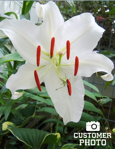 Menu White Stargazer Lily Collection 13 Menu White Stargazer Lily Collection - Image 11