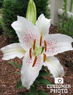 Menu White Stargazer Lily Collection 32 Menu White Stargazer Lily Collection -Gardening Series Store 77165 muscadet oriental lily 2 1