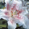 Menu Muscadet Oriental Lily 2 Menu Muscadet Oriental Lily -Gardening Series Store 77165 muscadet oriental lily 4