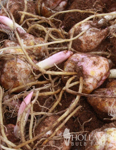 Menu Pink And Purple Star Lily Collection 16 Menu Pink And Purple Star Lily Collection - Image 14