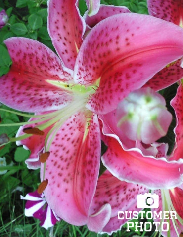 Menu Pink And Purple Star Lily Collection 17 Menu Pink And Purple Star Lily Collection - Image 15