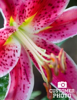 Menu Stargazer Oriental Lily -Gardening Series Store 77167 stargazer oriental lily 5