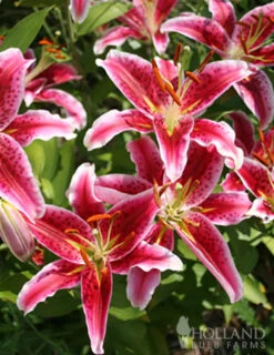 Menu Stargazer Oriental Lily -Gardening Series Store 77167 stargazer oriental lily 7
