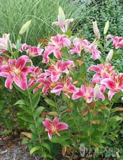 Menu Stargazer Oriental Lily -Gardening Series Store 77167 stargazer oriental lily 8