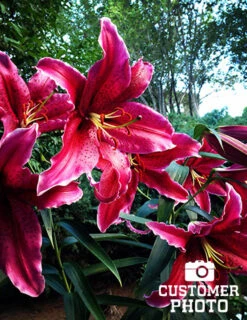 Menu Gran Tourismo Oriental Lily -Gardening Series Store 77175 gran tourismo oriental lily 3