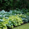 Menu Mixed Hosta Value Bag 2 Menu Mixed Hosta Value Bag -Gardening Series Store 77177 mixed hosta