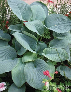 Menu Mixed Hosta Value Bag -Gardening Series Store 77177 mixed hosta 2