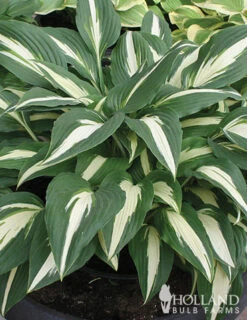 Menu Shady Summer Days Perennial Garden -Gardening Series Store 77177 mixed hosta 3 1