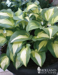 Menu Mixed Hosta Value Bag -Gardening Series Store 77177 mixed hosta 4