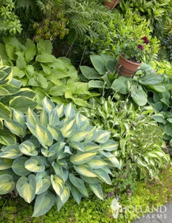 Menu Shady Summer Days Perennial Garden -Gardening Series Store 77177 mixed hosta 6 1