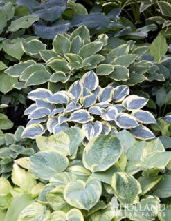 Menu Shady Summer Days Perennial Garden -Gardening Series Store 77177 mixed hosta 7 1