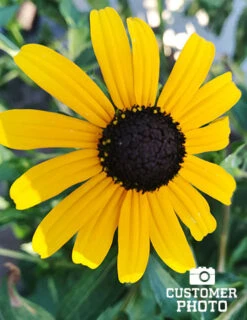 Menu Bridget's Vibrant Sun Perennial Trio 17 Menu Bridget's Vibrant Sun Perennial Trio -Gardening Series Store 77190 2018 07 23 black eyed susan maria sanchez 2
