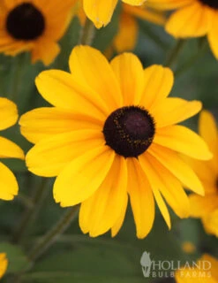 Menu Drought Tolerant Perennial Garden Collection -Gardening Series Store 77190 black eyed susan 2 1