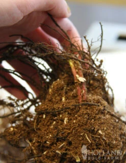 Menu Best Perennials For Wet Soil 20 Menu Best Perennials For Wet Soil -Gardening Series Store 77193 ostrich fern 2