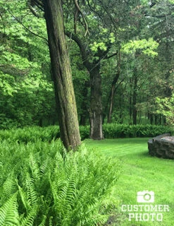 Menu Best Perennials For Wet Soil 21 Menu Best Perennials For Wet Soil -Gardening Series Store 77193 ostrich fern 4