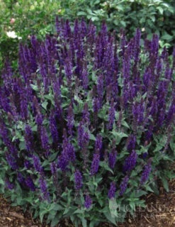 Menu Easy Complete Sun Garden -Gardening Series Store 77194 may night salvia 3