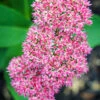 Menu Autumn Joy Sedum -Gardening Series Store 77195 autumn joy sedum