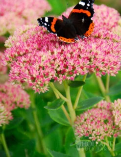 Menu Drought Tolerant Perennial Garden Collection -Gardening Series Store 77195 autumn joy sedum 2 2