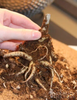 Menu Deer Resistant Summer Collection -Gardening Series Store 77195 autumn joy sedum 3 3