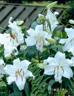 Menu Casa Blanca Oriental Lily Jumbo Pack -Gardening Series Store 77214 casa blanca oriental lily 2