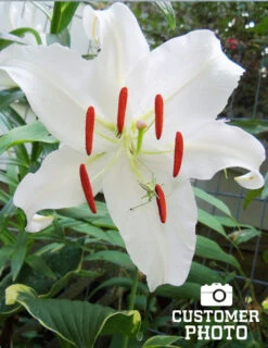 Menu Casa Blanca Oriental Lily Jumbo Pack -Gardening Series Store 77214 casa blanca oriental lily 3