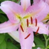 Menu Roberta Oriental Lilies Jumbo Pack -Gardening Series Store 77215 roberta oriental lilies
