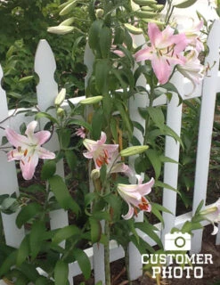 Menu Roberta Oriental Lilies Jumbo Pack -Gardening Series Store 77215 roberta oriental lilies 3