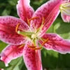 Menu Stargazer Lily Bulbs - Jumbo Pack -Gardening Series Store 77217 stargazers 1