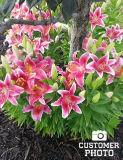 Menu Lily Sampler Collection -Gardening Series Store 77217 stargazers 4