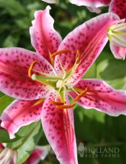 Menu Jumbo Fragrant Lily Collection -Gardening Series Store 77217 stargazers 8