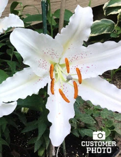 Menu Muscadet Oriental Lilies Jumbo Pack -Gardening Series Store 77218 2018 07 20 muscadet oriental lily randy