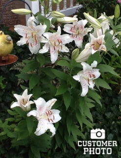 Menu Muscadet Oriental Lilies Jumbo Pack -Gardening Series Store 77218 muscadet oriental lilies 2