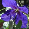 Menu Jackmanii Clematis -Gardening Series Store 77222 jackmanii clematis