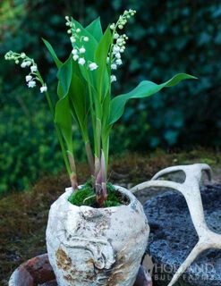 Menu Lily Of The Valley 8 Menu Lily Of The Valley -Gardening Series Store 77225 lily of the valley 2