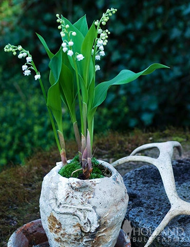 Menu Lily Of The Valley 5 Menu Lily Of The Valley - Image 3