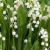 Menu Lily Of The Valley -Gardening Series Store 77225 lily of the valley 4