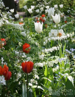 Menu Border Of Blooms For Shade Collection -Gardening Series Store 77232 white bleeding heart 3 2