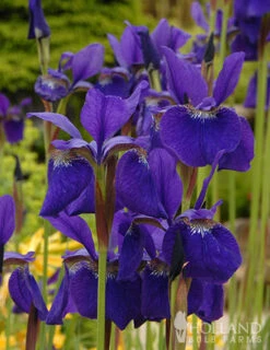 Menu Deer Resistant Summer Collection -Gardening Series Store 77239 caesars brother blue siberian iris 3 2