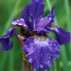 Menu Caesar's Brother Blue Siberian Iris -Gardening Series Store 77239 caesars brother blue siberian iris 4
