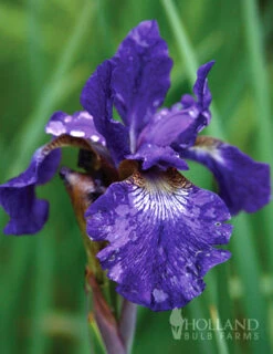 Menu Deer Resistant Summer Collection -Gardening Series Store 77239 caesars brother blue siberian iris 4 2