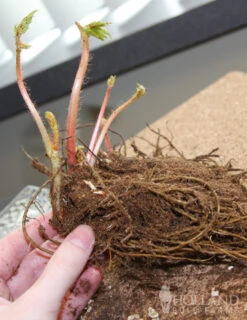 Menu Shady Blooms Spring Through Summer Collection -Gardening Series Store 77248 fanal red astilbe 2 1