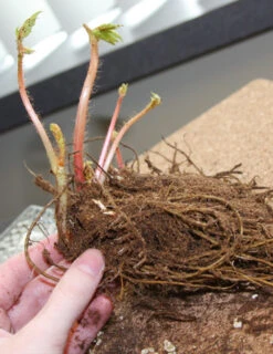 Menu Shady Blooms Spring Through Summer Collection -Gardening Series Store 77251 bridal veil astilbe 2 2