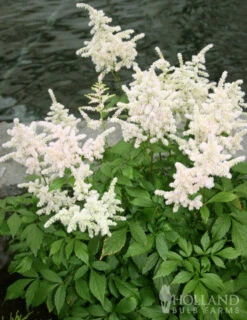 Menu Shady Summer Days Perennial Garden -Gardening Series Store 77251 bridal veil astilbe 3 3