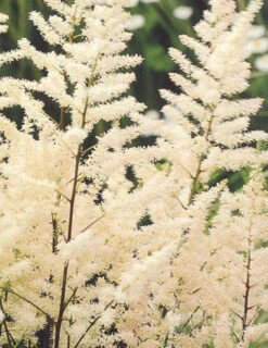 Menu Shady Blooms Spring Through Summer Collection -Gardening Series Store 77251 bridal veil astilbe 4