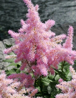 Menu Shady Summer Days Perennial Garden -Gardening Series Store 77252 sprite pink astilbe 1